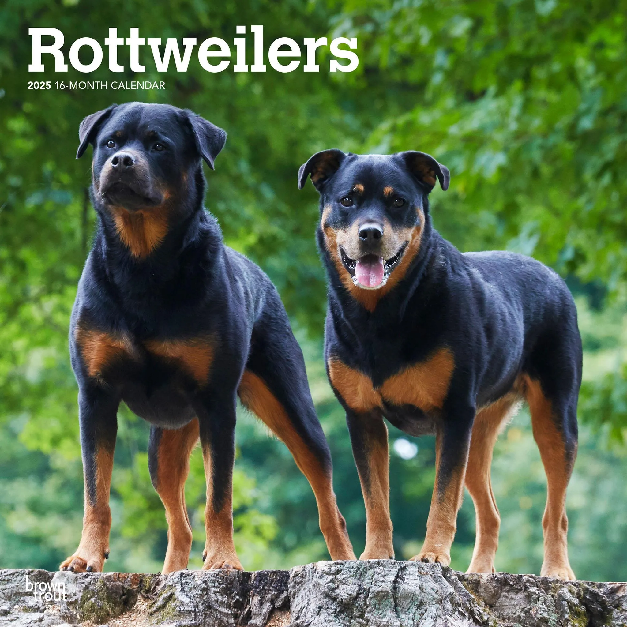 Rottweilers Wall 2025 Calendar